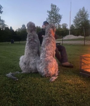 riddick & ronan the irish wolfhounds by nick