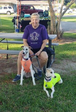 My 2 Whippets! rockett in gree by sissy