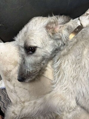 rosalee the wolfhound by linda