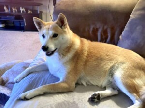 shiba inu ange posted by jane