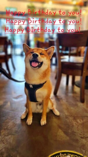 shiba inu happy birthday by yoshi
