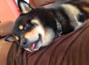 shiba inu toshi by persuayizan