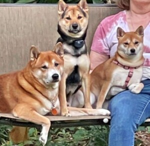 shiba inu and akita by chris