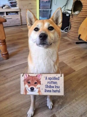 shiba inu by jeanine