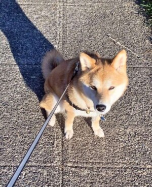 shiba inu by jennifer