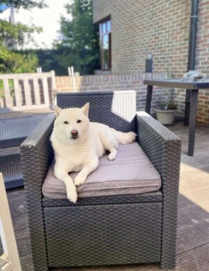 shiba inu by johannes