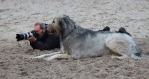 taking pictures with my wolfhound by by maaike p