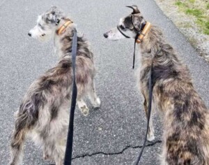 walking 2 wolfhounds by by ilovedogs101