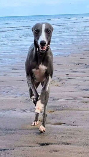 whippet on the beach by karen