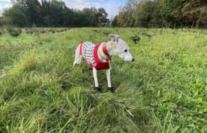 whisper the whippet by heather