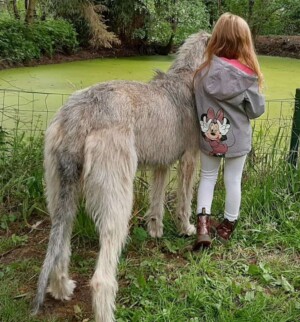 wolfhounds are great with kids by maaike p