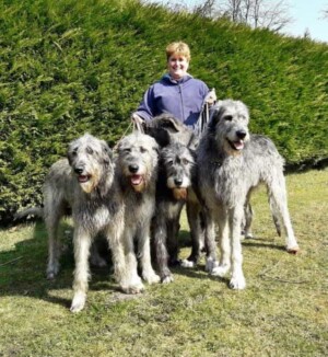 you can handle 4 irish wolfhounds by maaike p