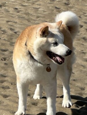 shiba inu hachi