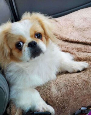 biskit the pekingese by tj (1)