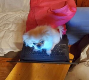 biskit the pekingese by tj (2)
