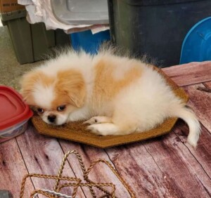 biskit the pekingese by tj (3)