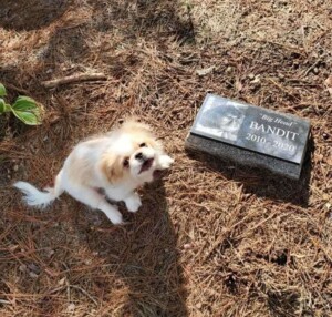 biskit the pekingese by tj (5)