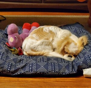 biskit the pekingese is knocked out by tj