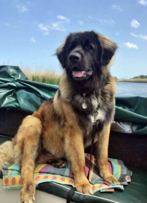 dougal the leonberger by mark k