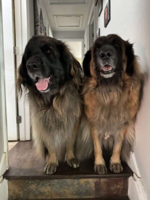 leonberger double trouble by carrie