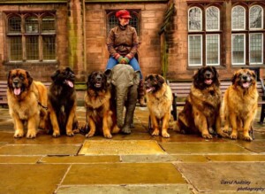 leonbergers by susie j
