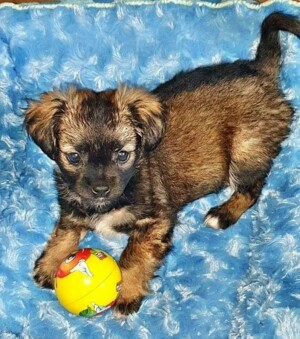 mi pegingese mix puppy by dya (1)
