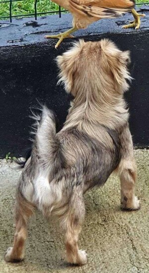 mi pegingese mix puppy by dya (3)