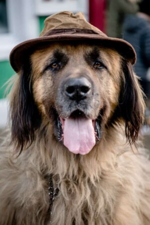 my leonberger by ian o