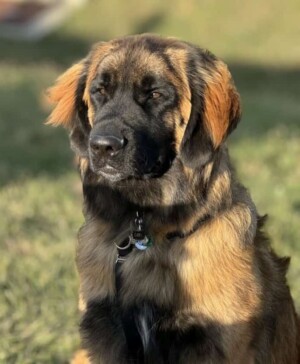 my leonberger by tyra
