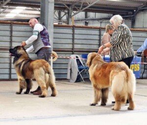 my leonbergers by good quiz