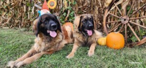 my leonbergers by paula d