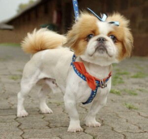 my pekingese by janine