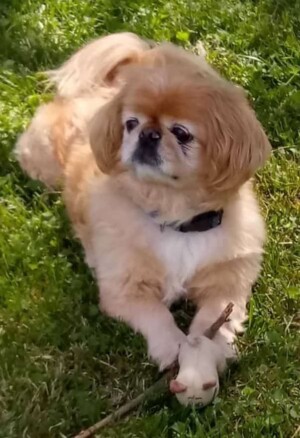 my little man pekingese by michelle