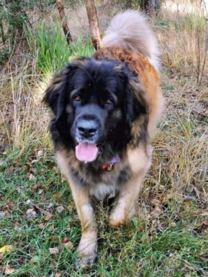 rosie the leonberger by karen