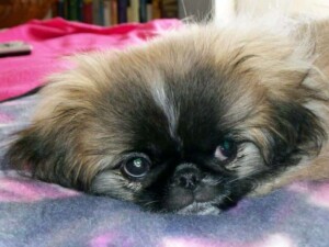 shang the pekingese is the love of my life by sherbear