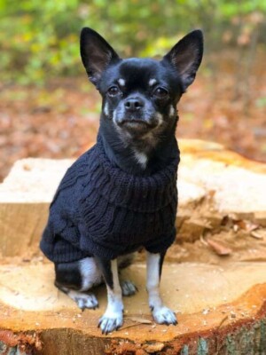 babygirl the chihuahua by milavonunfried