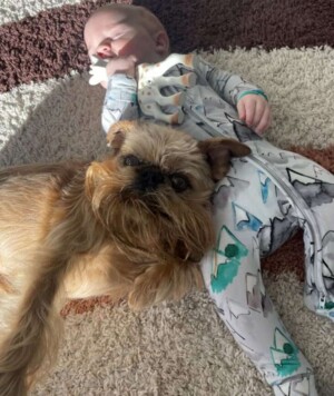 brussels griffon and the baby by noname