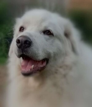 Eron the Great Pyrenees by Anneke