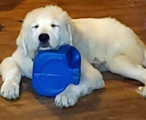 fancy baby the great pyrenees by kat