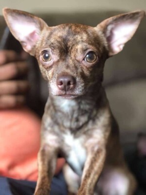 finnamon the chihuahua by april ri