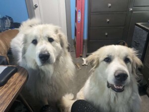 goliath and xena my great pyrenees by sandy