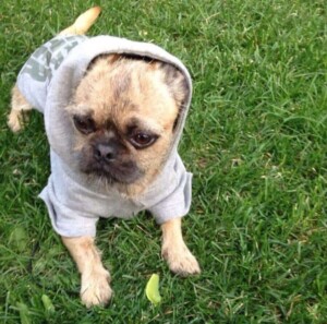 jake the brussels griffon in a hoodie by jake j