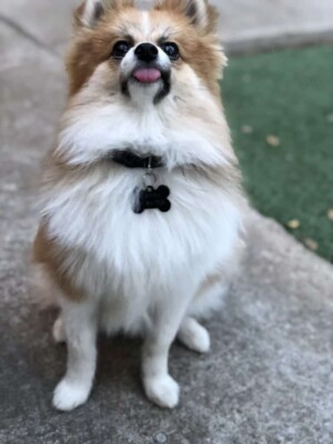 just a little chihuahua tongue by brenna b