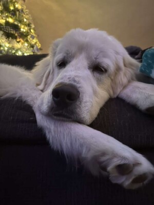 lou the great pyrenees by kahopdog