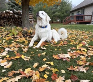 louie the great pyrenees by chezkat