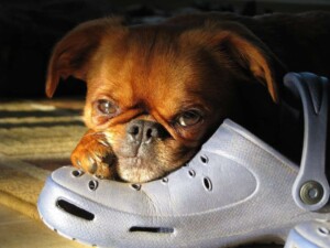 max st johns maximum fireball by kris