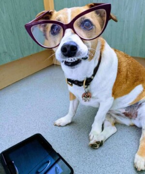 mazeymoo the chihuahua how can i help you by mazeymoo
