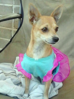 meaky the chihuahua by tameka m