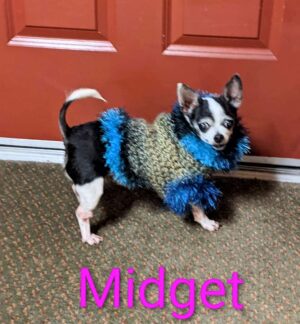midget the chihuahua is a fashionista