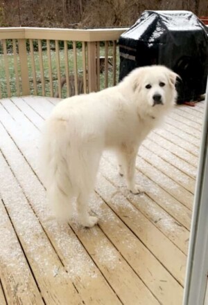 moses the great pyrenees by tami r